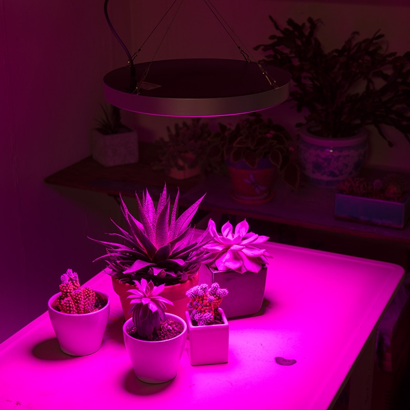 32W Full-Spectrum LED Grow Light - 4-Band Red/Blue/UV/IR for Indoor Plant Growth